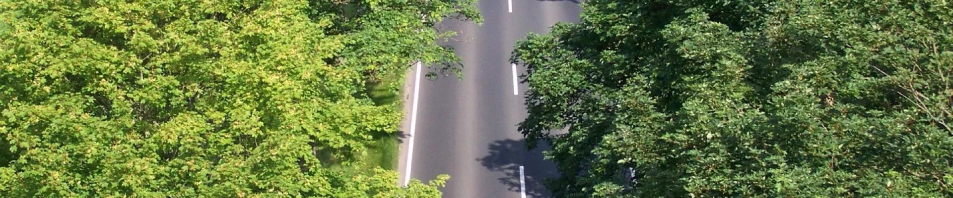 Allee
